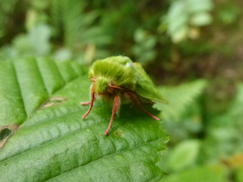 La Halias du Hêtre   Pseudoips prasinana 001